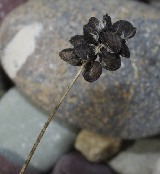 Trifolium dubium