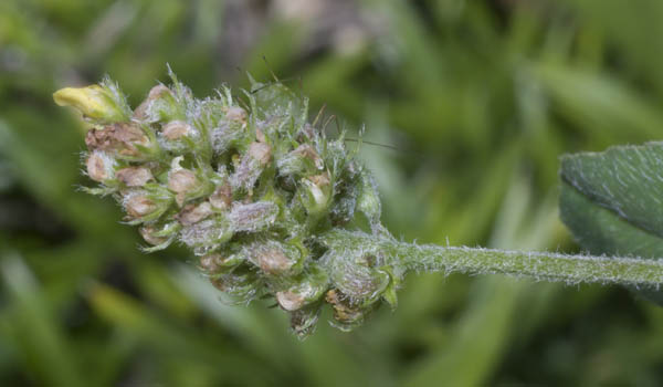 Trifolium dubium