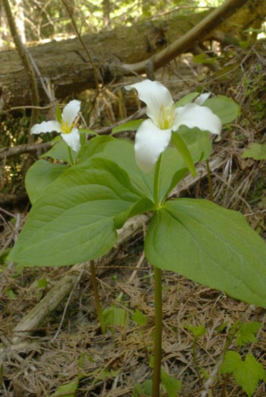 Trillium ovatum