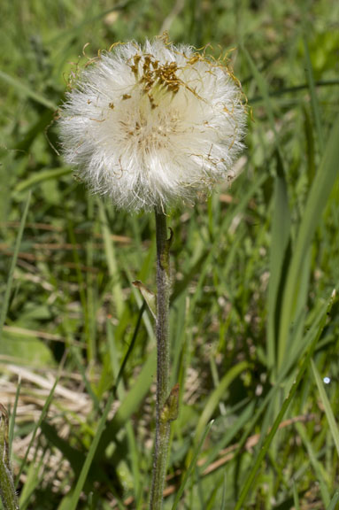 Tussilago farfara