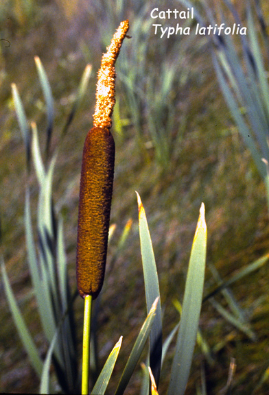 Typha latifolia