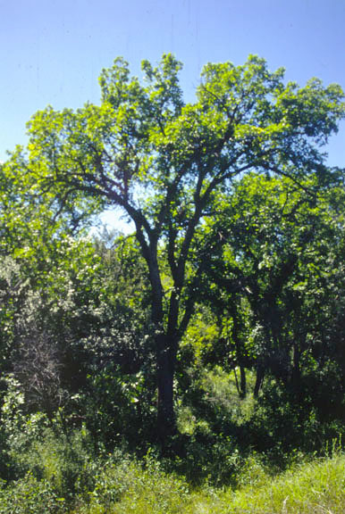 Ulmus americana