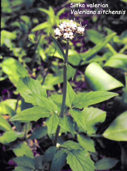 Valeriana sitchensis