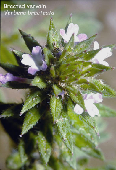 Verbena bracteata