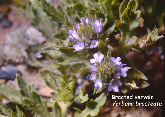Verbena bracteata