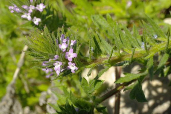 Verbena bracteata