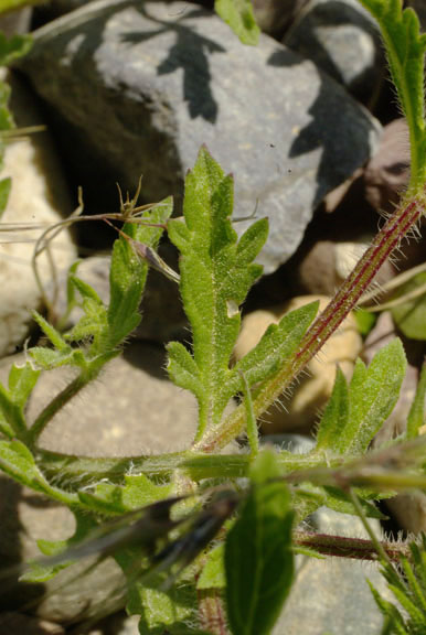 Verbena bracteata