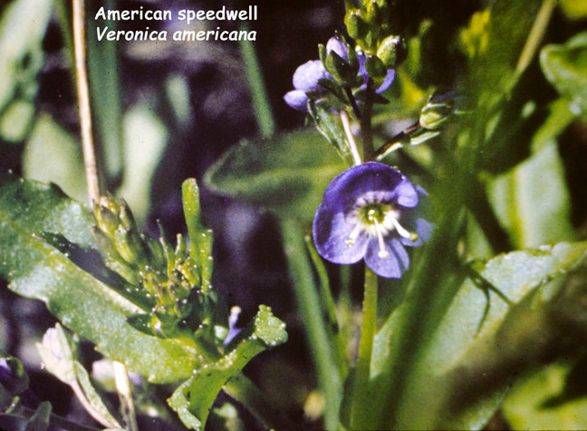 Veronica americana