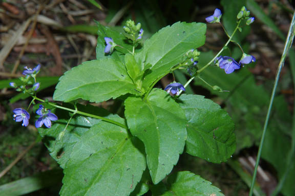 Veronica anagallis-aquatica