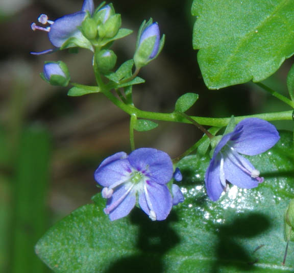 Veronica anagallis-aquatica