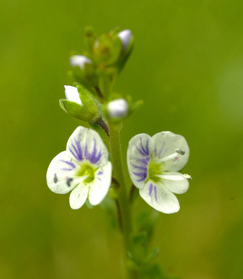 Veronica persica