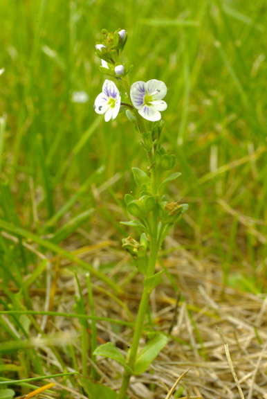 Veronica persica