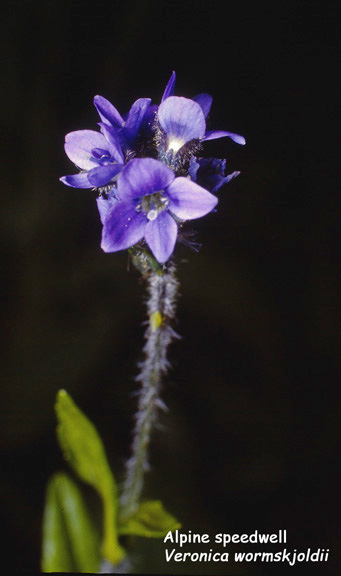 Veronica wormskjoldii