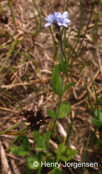 Veronica wormskjoldii