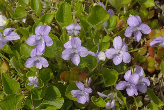 Viola adunca