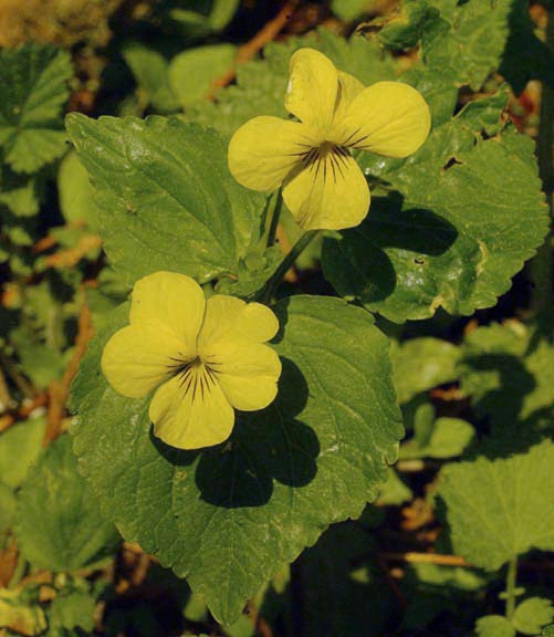 Viola glabella