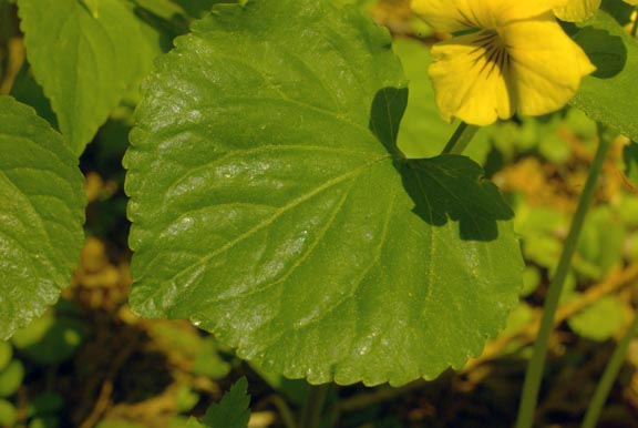 Viola glabella