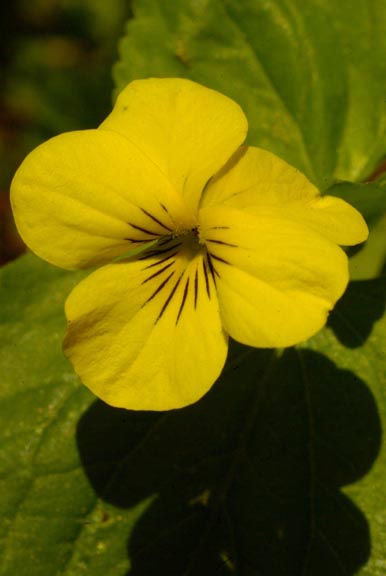 Viola glabella