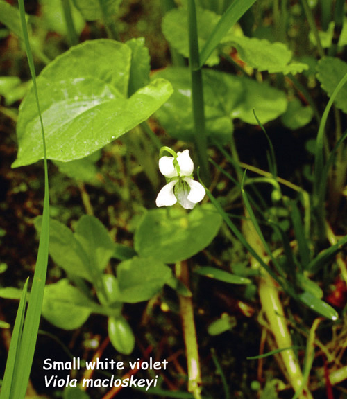 Viola macloskeyi