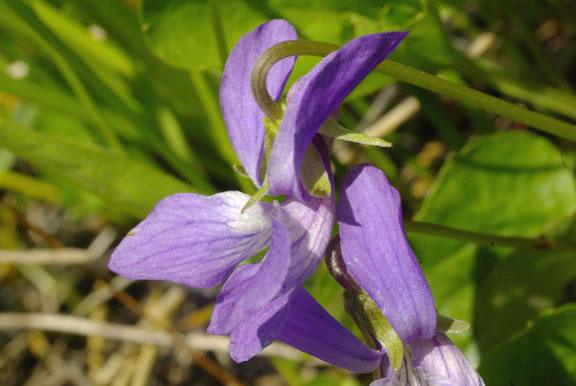 Viola nephrophylla