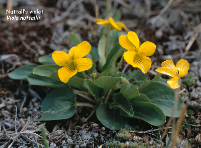 Viola nuttallii v.vallicola