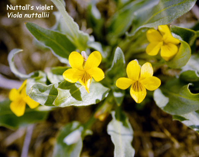 Viola nuttallii v.nuttallii