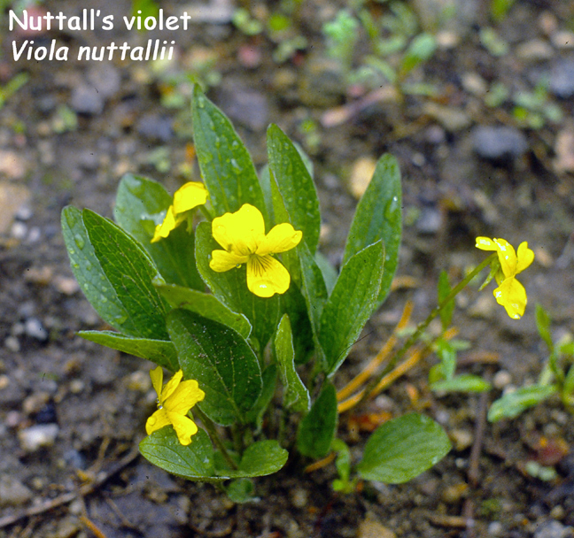 Viola nuttallii v.nuttallii