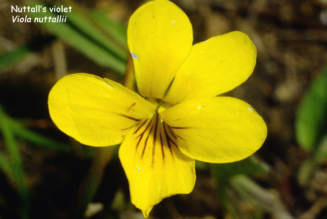 Viola nuttallii v.nuttallii