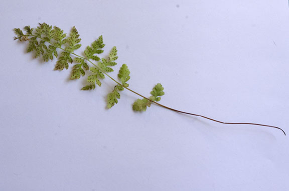 Woodsia oregana