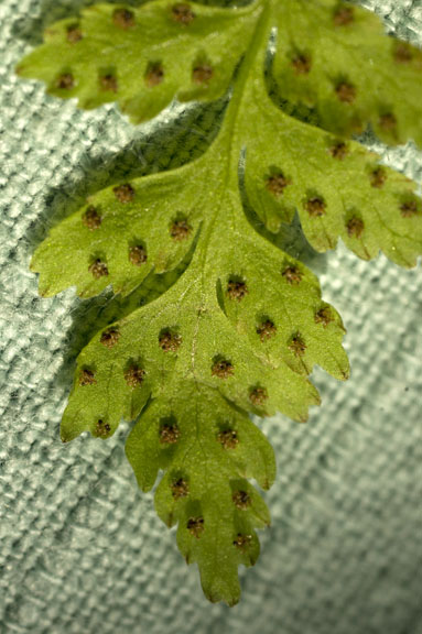 Woodsia oregana