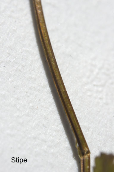 Woodsia oregana