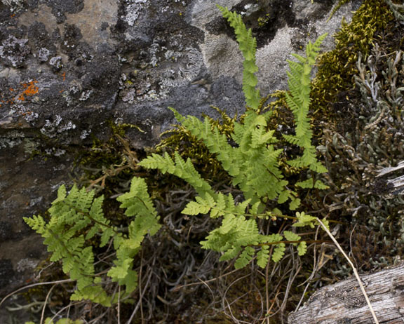 Woodsia scopulina