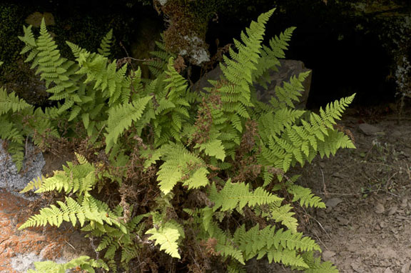 Woodsia scopulina