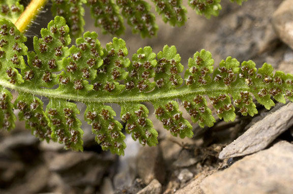 Woodsia scopulina
