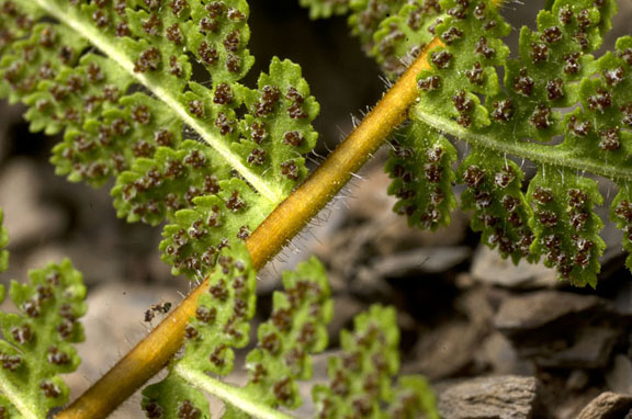 Woodsia scopulina