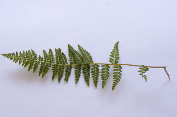 Woodsia scopulina