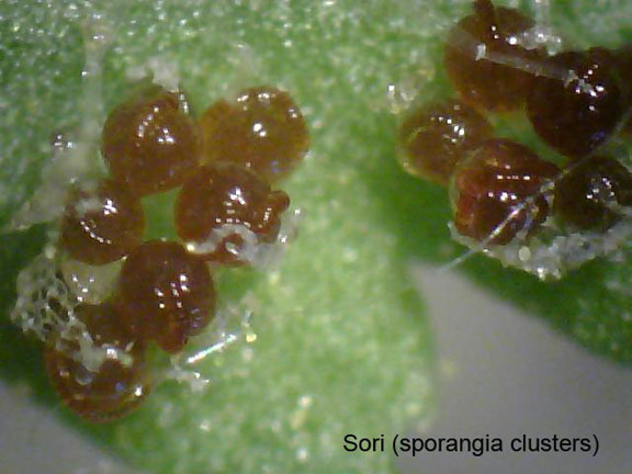 Woodsia scopulina