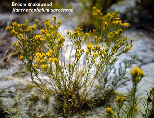 Xanthocephalum sarothrae