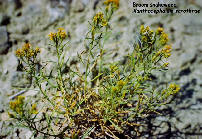 Xanthocephalum sarothrae