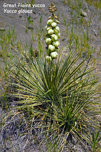 Yucca glauca