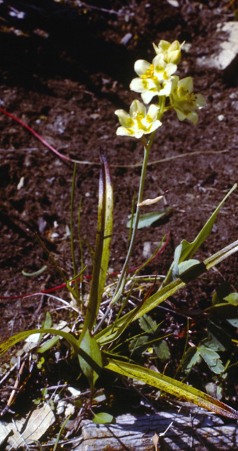Zygadenus elegans