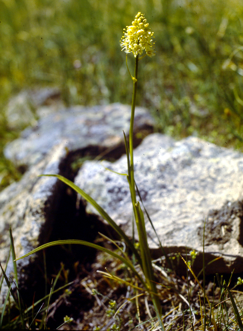 Zygadenus venenosus