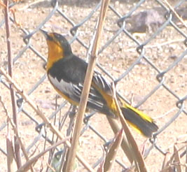 Bullock's oriole (male)