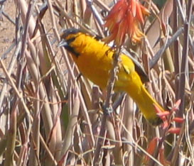 Bullock's oriole (male)