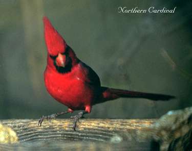 Northern cardinal (male)