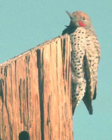 Gilded flicker (male)