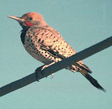 Gilded flicker (male)