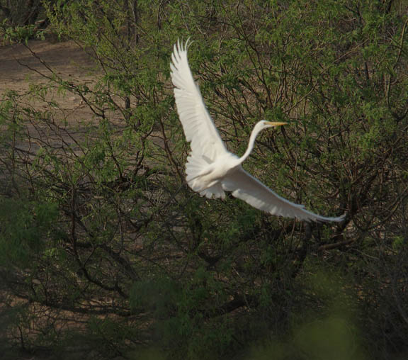 Great Egret