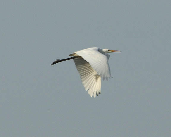 Great Egret