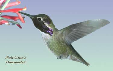 Costas hummingbird (male)